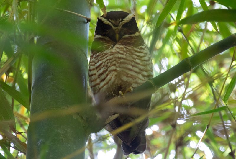 Band-bellied Owl (Pulsatrix melanota) Casa Hillebrand, Cundinamarca, Colombia