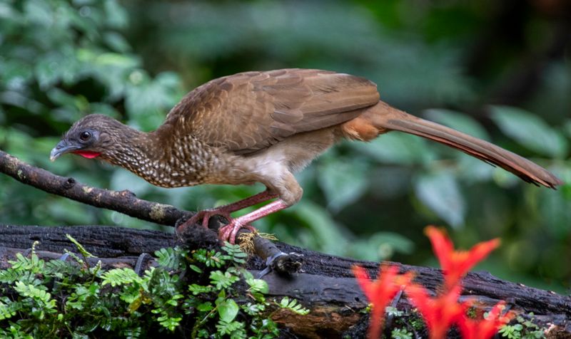 Speckled Chachalaca (Ortalis guttata guttata) RN Rancho Camaná, Meta, Colombia
