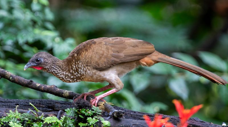 Speckled Chachalaca (Ortalis guttata guttata) RN Rancho Camaná, Meta, Colombia