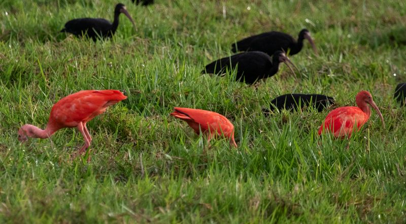 Scarlet Ibis (Eudocimus ruber) Llanos, Casanare, Colombia