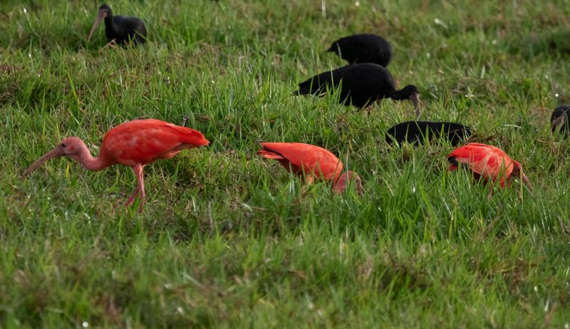 Scarlet Ibis (Eudocimus ruber) Llanos, Casanare, Colombia