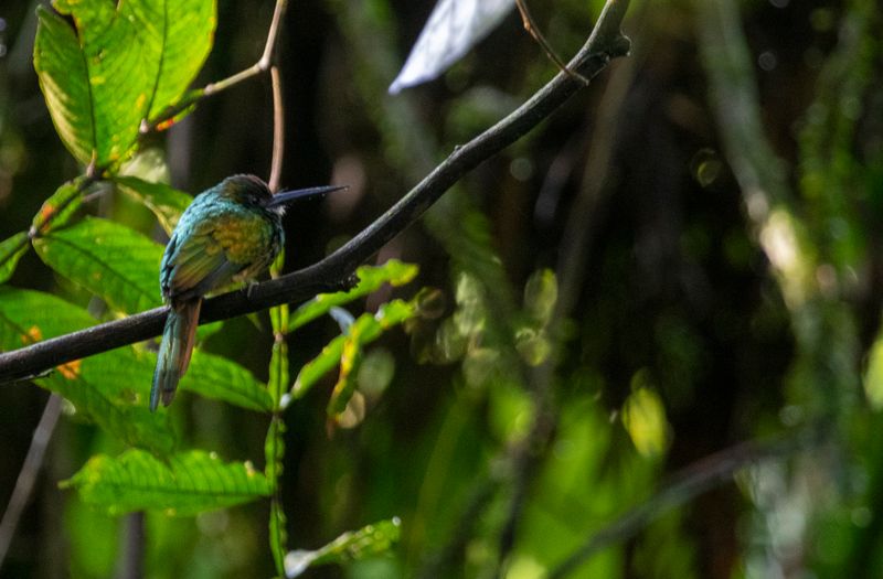 White-chinned Jacamar (Galbula tombacea) Bosque Bavaria, Meta, Colombia