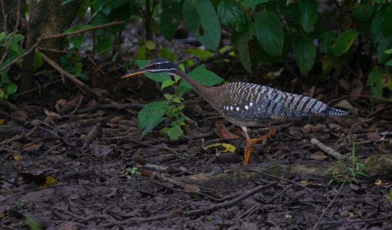 Sunbittern (Eurypyga helias helias) Casa Hato La Aurora, Reserva Natural La Aurora, Casanare, Colombia