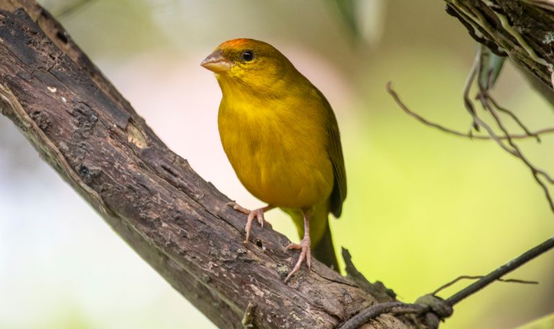 Orange-fronted Yellow Finch (Sicalis columbiana)