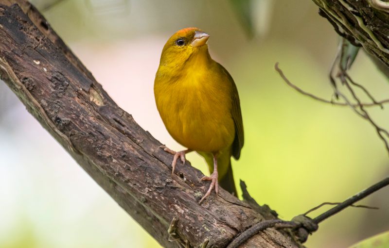 Orange-fronted Yellow Finch (Sicalis columbiana) Casa Hato La Aurora, Reserva Natural La Aurora, Casanare, Colombia