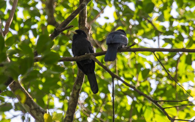 Yellow-billed Nunbird (Monasa flavirostris) Bosque Bavaria, Meta, Colombia