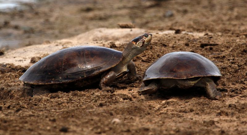 Podocnemididae - Side-necked turtles