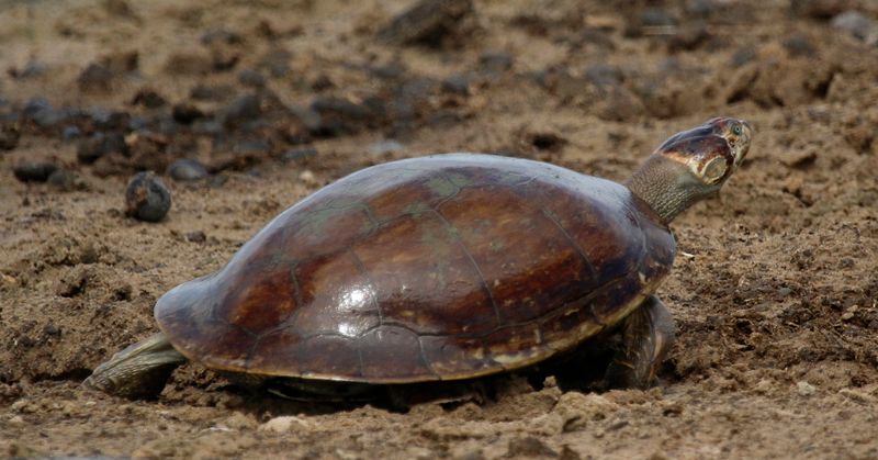 Savanna Side-necked Turtle (Podocnemis vogli) Hato La Aurora Nature Reserve, Casanare, Colombia