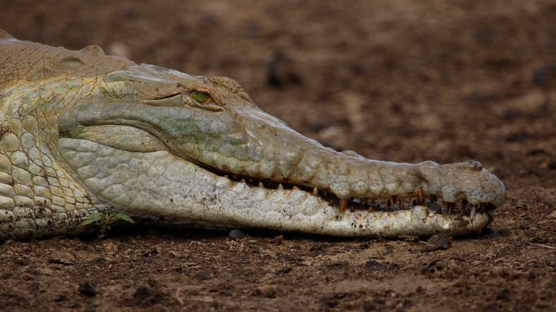 Orinoco Crocodile (Crocodylus intermedius) Reserva Natural La Aurora, Casanare, Colombia