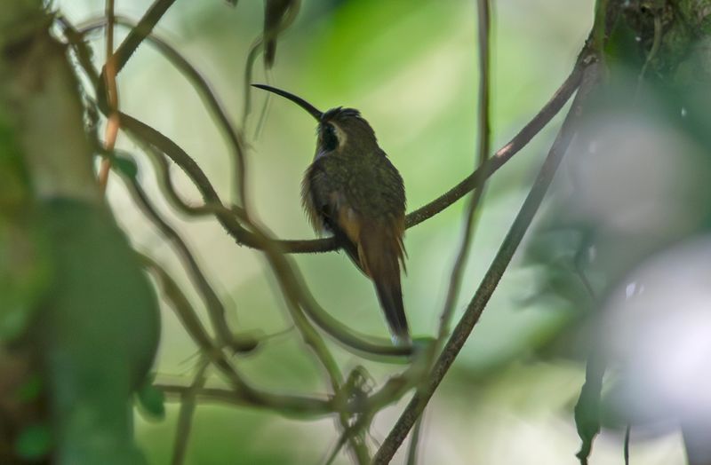Grey-chinned Hermit (Phaethornis griseogularis) Bosque Bavaria, Meta, Colombia