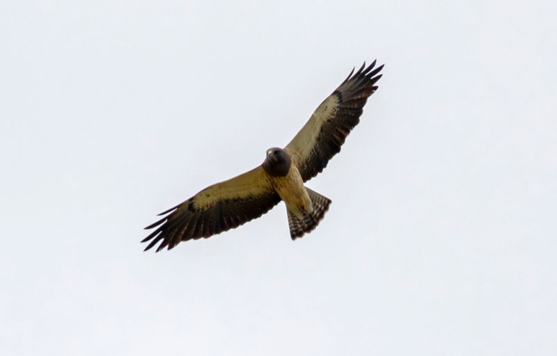 White-tailed Hawk (Geranoaetus albicaudatus)