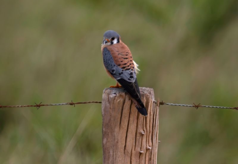 American Kestrel (Falco sparverius ochraceus) Hato La Aurora Nature Reserve, Ecolodge Juan Solito, Casanare, Colombia