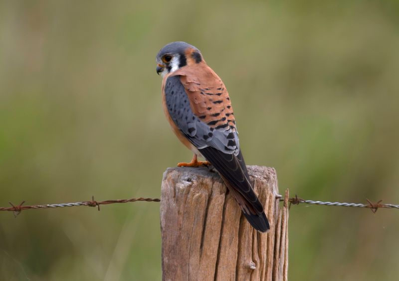 American Kestrel (Falco sparverius ochraceus) Hato La Aurora Nature Reserve, Ecolodge Juan Solito, Casanare, Colombia