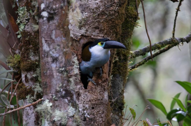 Black-billed Mountain Toucan (Andigena nigrirostris) Observatorio de aves, Reserva Bosque Guajira, Cundinamarca Colombia