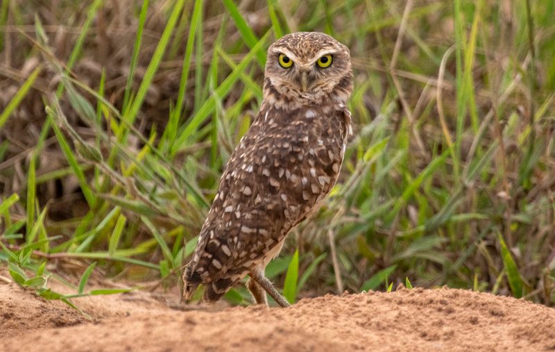 Burrowing Owl (Athene cunicularia carrikeri) Hato La Aurora Nature Reserve, Casanare, Colombia