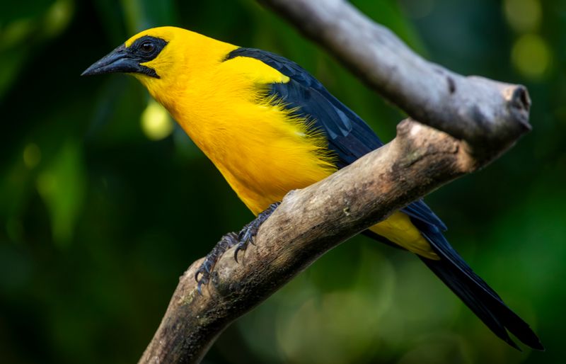 Oriole Blackbird (Gymnomystax mexicanus) RN Rancho Camaná, Meta, Colombia