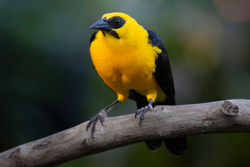 Oriole Blackbird (Gymnomystax mexicanus) RN Rancho Camaná, Meta, Colombia