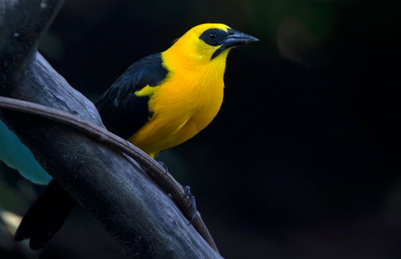Oriole Blackbird (Gymnomystax mexicanus) RN Rancho Camaná, Meta, Colombia