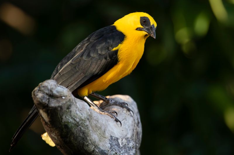 Oriole Blackbird (Gymnomystax mexicanus) RN Rancho Camaná, Meta, Colombia