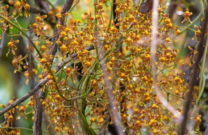 Golden Dancer Orchid (Cyrtochilum cimiciferum) Reserva Bosque Guajira, Cundinamarca Colombia