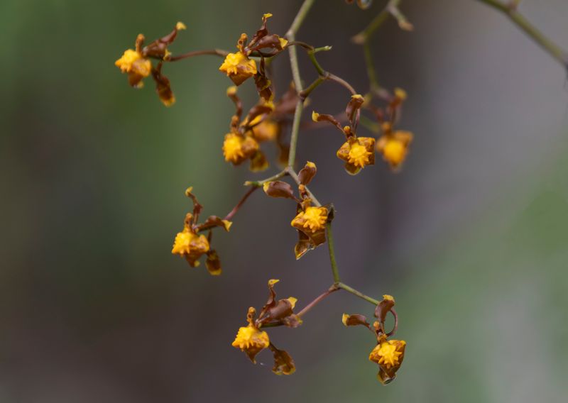 Golden Dancer Orchid (Cyrtochilum cimiciferum) Reserva Bosque Guajira, Cundinamarca Colombia