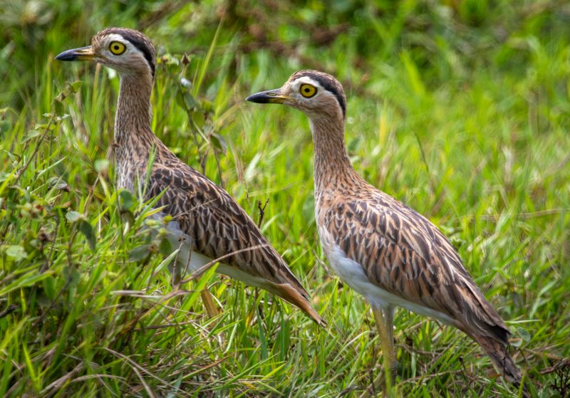 Double-striped Thick-knee (Hesperoburhinus bistriatus) Hato La Aurora Nature Reserve, Ecolodge Juan Solito, Casanare, Colombia