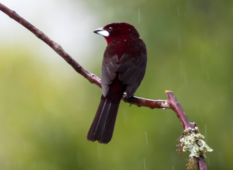 Silver-beaked Tanager (Ramphocelus carbo) Casa Hillebrand, Cundinamarca, Colombia
