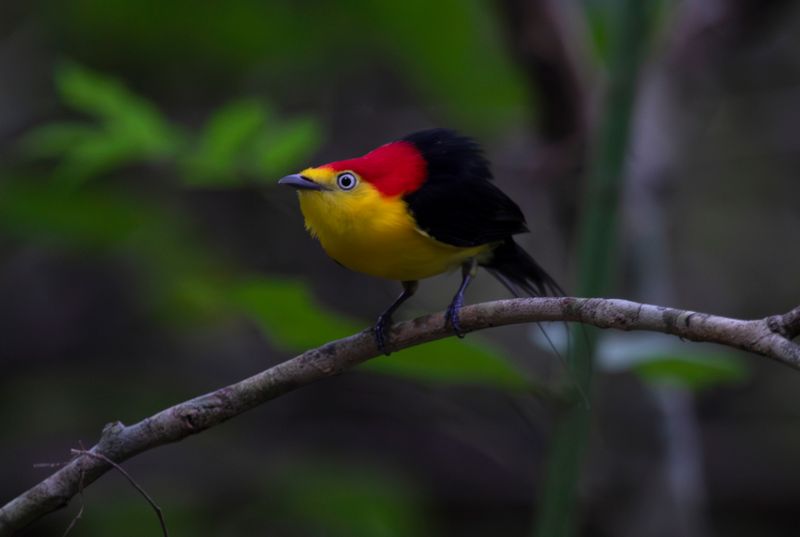 Wire-tailed Manakin (Pipra filicauda subpallida) Hato La Aurora Nature Reserve, Ecolodge Juan Solito, Casanare, Colombia