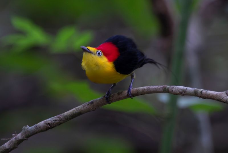 Wire-tailed Manakin (Pipra filicauda subpallida) Hato La Aurora Nature Reserve, Ecolodge Juan Solito, Casanare, Colombia