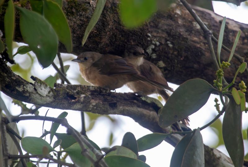 Plain Thornbird (Phacellodomus inornatus castilloi) Hato La Aurora Nature Reserve, Ecolodge Juan Solito, Casanare, Colombia