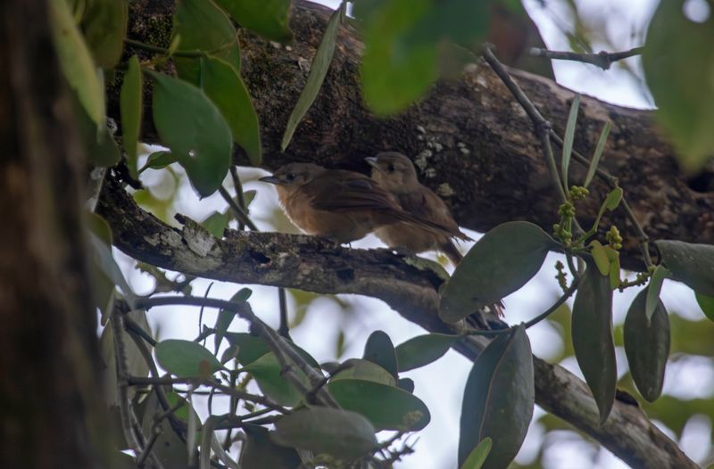 Plain Thornbird (Phacellodomus inornatus castilloi) Hato La Aurora Nature Reserve, Ecolodge Juan Solito, Casanare, Colombia