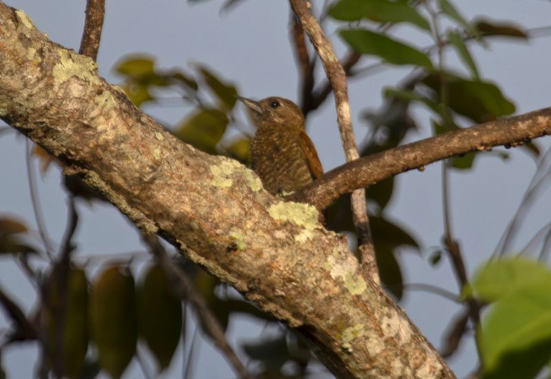 Little Woodpecker (Veniliornis passerinus fidelis) Hato La Aurora Nature Reserve, Ecolodge Juan Solito, Casanare, Colombia