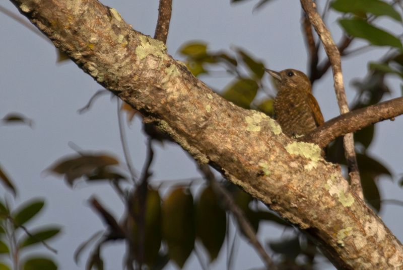 Little Woodpecker (Veniliornis passerinus)