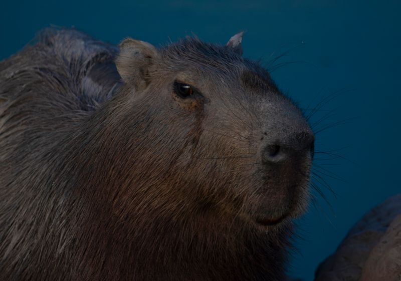 Greater Capybara (Hydrochoerus hydrochaeris) Hato La Aurora Nature Reserve, Casanare, Colombia