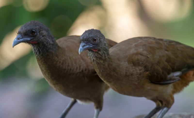 Rufous-vented Chachalaca (Ortalis ruficauda) Hato La Aurora Nature Reserve, Ecolodge Juan Solito, Casanare, Colombia