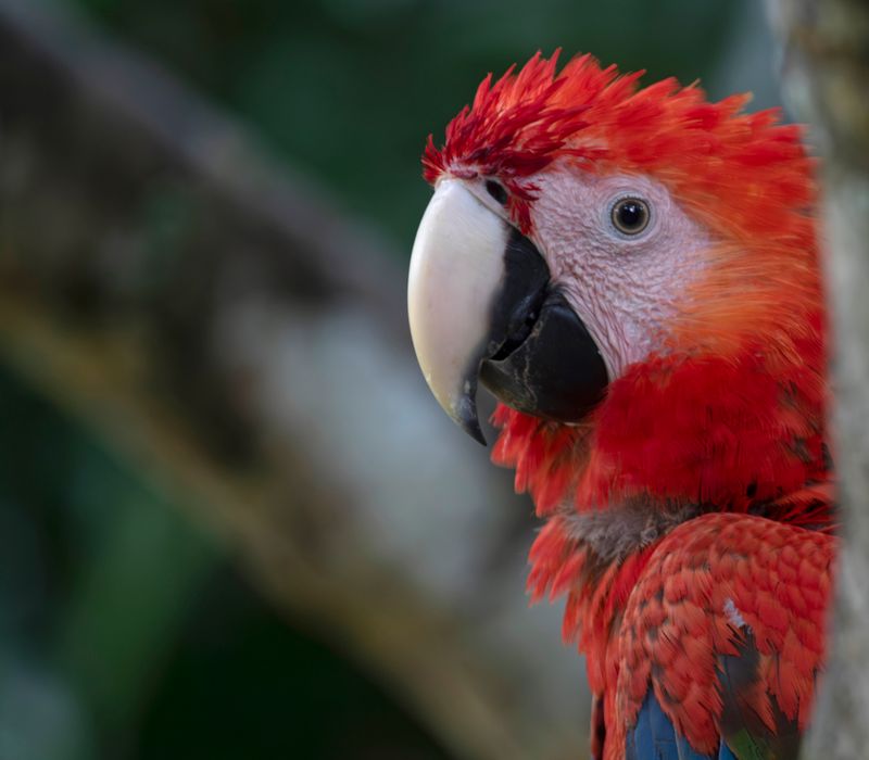 Scarlet Macaw (Ara macao macao) Hato La Aurora Nature Reserve, Ecolodge Juan Solito, Casanare, Colombia
