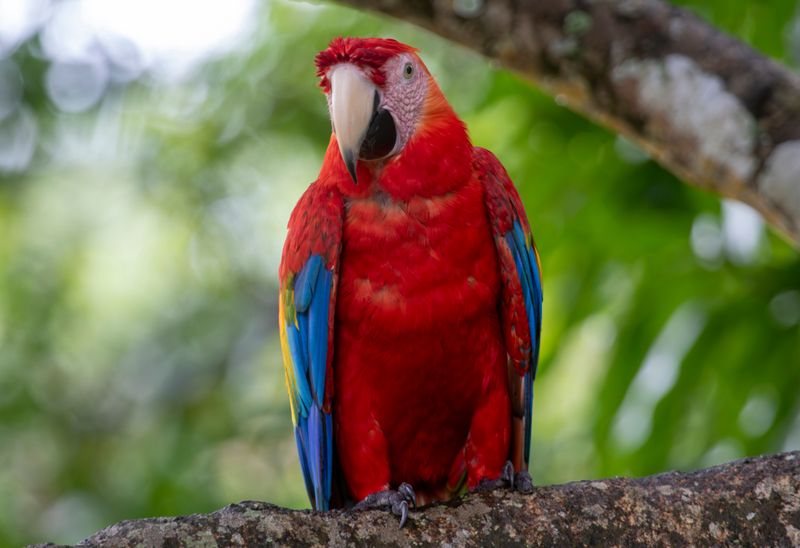 Scarlet Macaw (Ara macao macao) Hato La Aurora Nature Reserve, Ecolodge Juan Solito, Casanare, Colombia