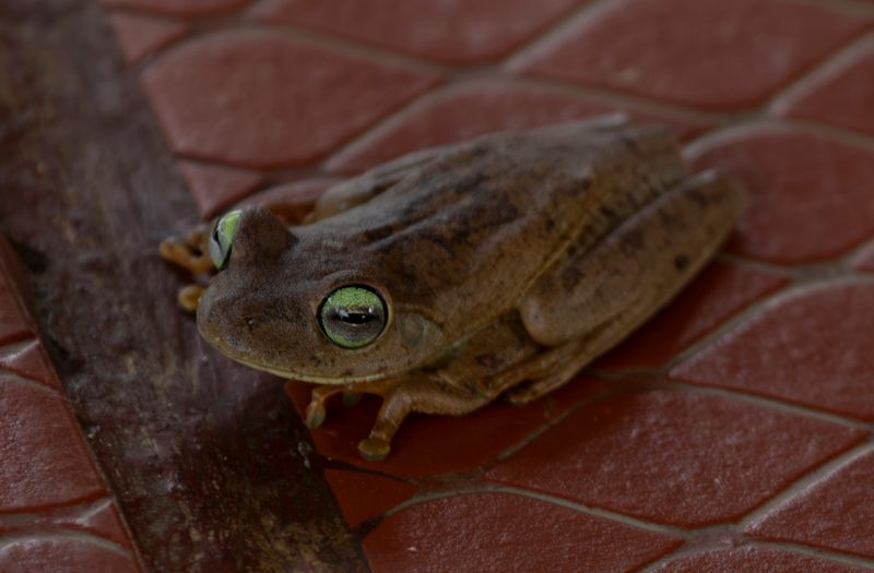Banana Tree Dwelling Frog (Boana platanera) Casa Hato La Aurora, Reserva Natural La Aurora, Casanare, Colombia