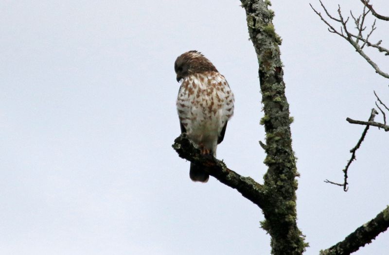 Broad-winged Hawk (Buteo platypterus) Guandita, Cundinamarca, Colombia