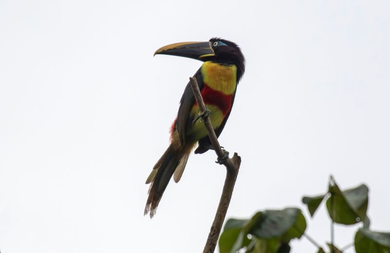 Chestnut-eared Aracari (Pteroglossus castanotis)