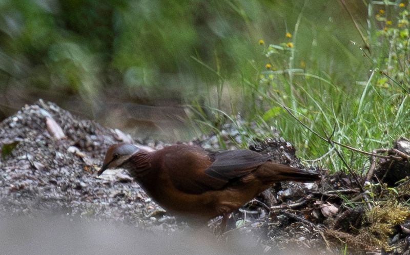 Lined Quail-Dove (Zentrygon linearis) Monterredondo, Cundinamarca, Colombia