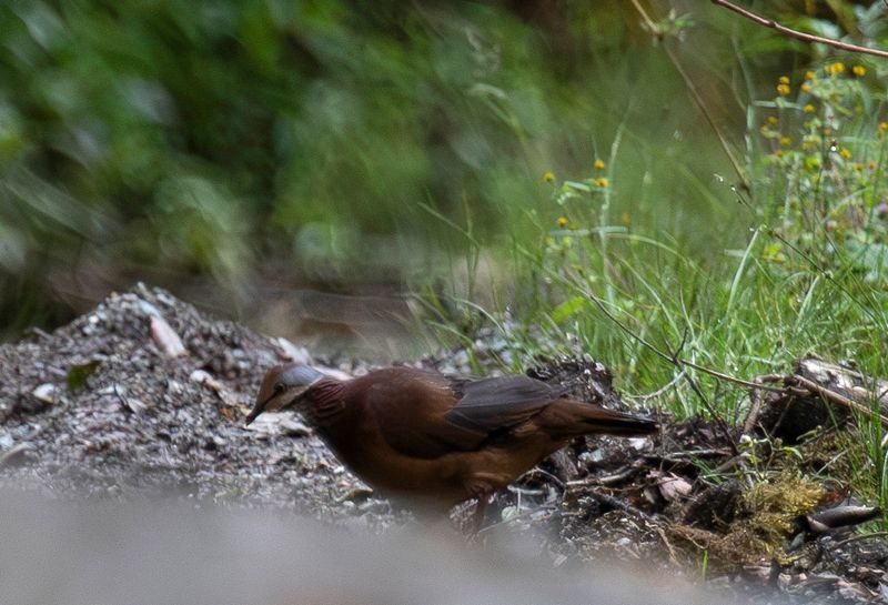 Lined Quail-Dove (Zentrygon linearis) Monterredondo, Cundinamarca, Colombia