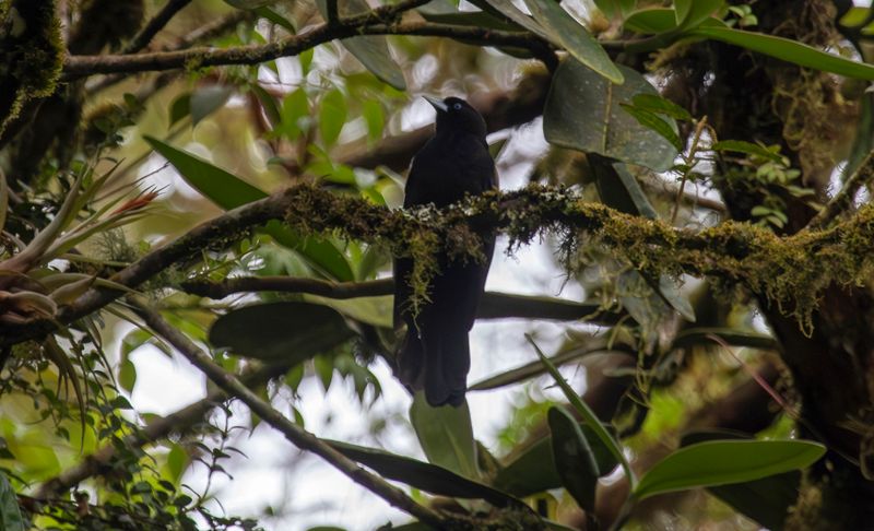 Mountain Cacique (Cacicus chrysonotus)