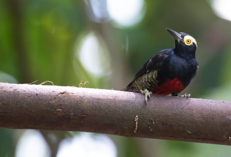 Yellow-tufted Woodpecker (Melanerpes cruentatus) RN Rancho Camaná, Meta, Colombia