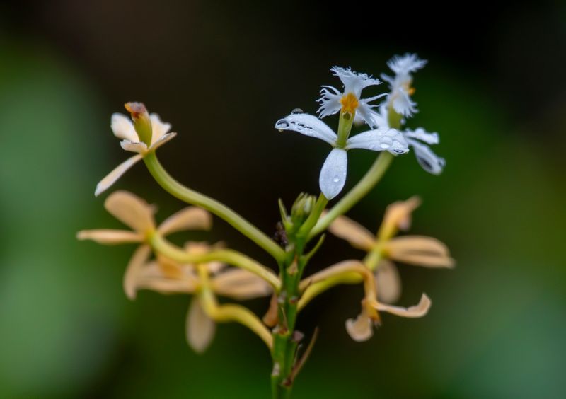 Orchid (Epidendrum schistochilum) Monterredondo, Cundinamarca, Colombia