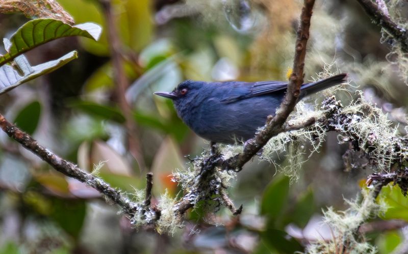 Bluish Flowerpiercer (Diglossa caerulescens)