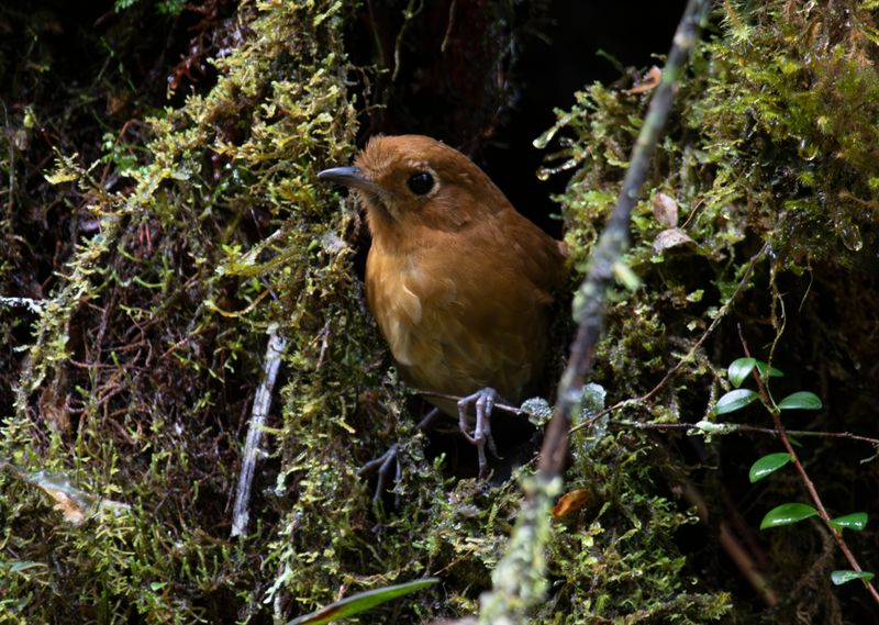 Muisca Antpitta (Grallaria rufula) Observatorio de aves, Reserva Bosque Guajira, Cundinamarca Colombia