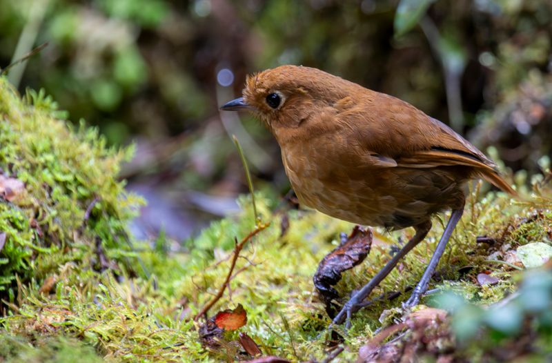 Muisca Antpitta (Grallaria rufula) Observatorio de aves, Reserva Bosque Guajira, Cundinamarca Colombia