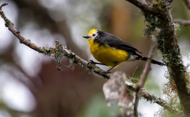 Golden-fronted Redstart (Myioborus ornatus ornatus) Observatorio de aves, Reserva Bosque Guajira, Cundinamarca Colombia