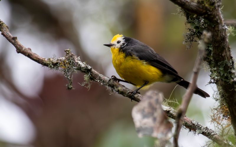 Golden-fronted Redstart (Myioborus ornatus) 
